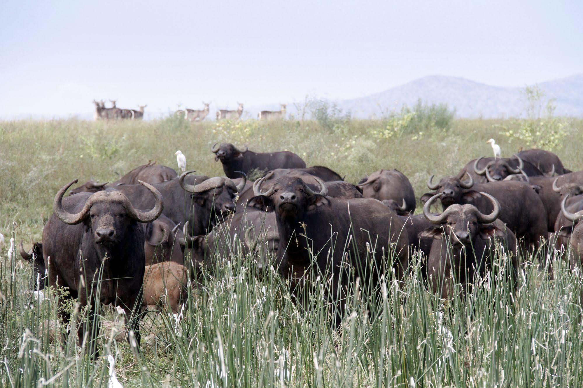 Shayamoya Tiger Fishing And Game Lodge Pongola Exterior foto
